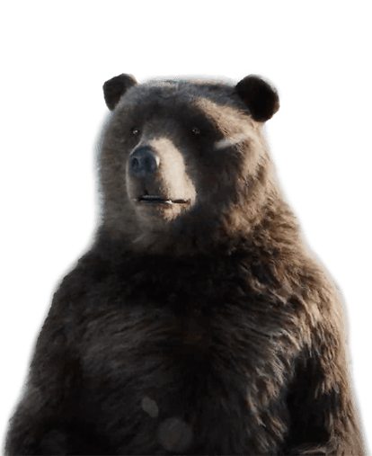 Orso bruno in posizione frontale, ripreso a mezzo busto, con pelliccia scura e muso chiaro, isolato su sfondo trasparente.